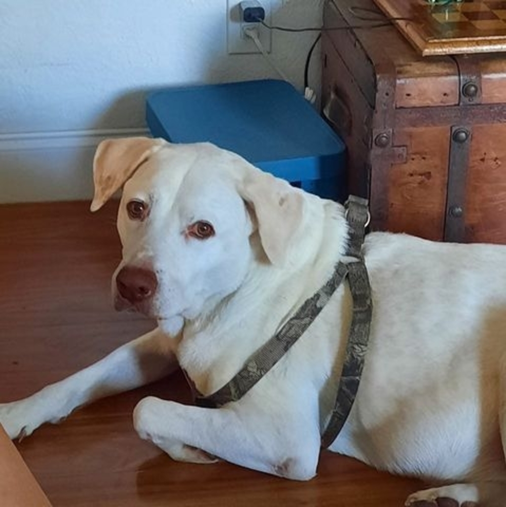 Meet your Posher, Ellie beth